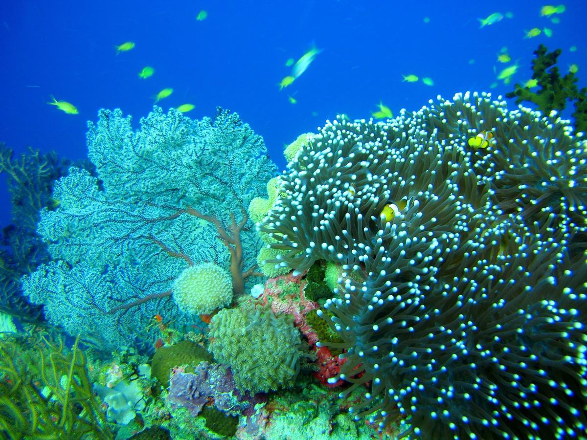 Cabilao Sunset Dive & Beach Resort Loon Exteriér fotografie
