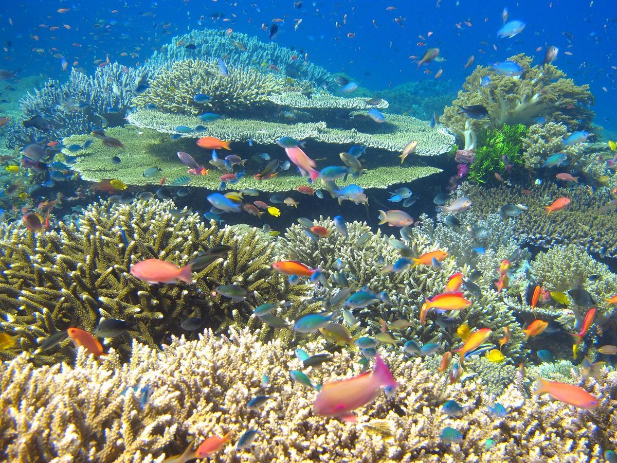 Cabilao Sunset Dive & Beach Resort Loon Exteriér fotografie